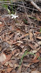 Caladenia picta