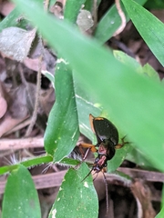 Chlaenius bioculatus