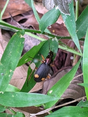 Chlaenius bioculatus