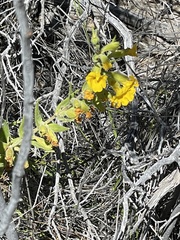 Diplacus clevelandii