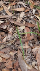 Caladenia picta