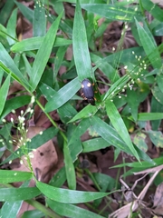 Chlaenius bioculatus