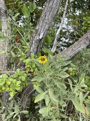 Borrichia frutescens image