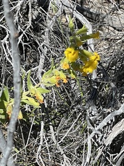 Diplacus clevelandii