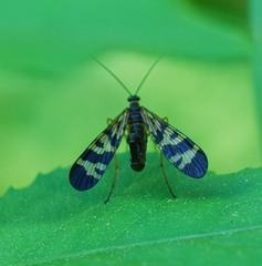 Panorpa coreana
