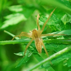 Dolomedes sulfureus