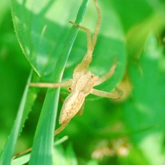 Dolomedes sulfureus