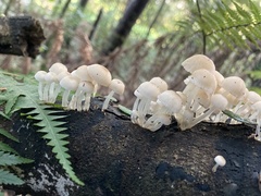 Roridomyces austrororidus
