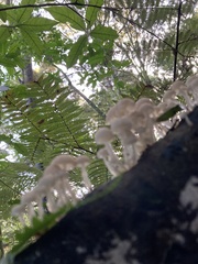 Roridomyces austrororidus
