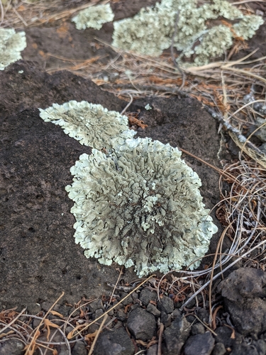 Flavoparmelia caperata observed 2021-05-28