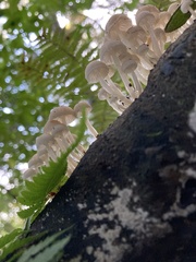 Roridomyces austrororidus
