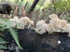 Roridomyces austrororidus