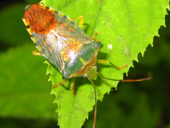 Acanthosoma denticaudum