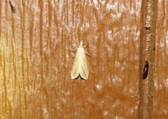 Donacaula longirostrallus