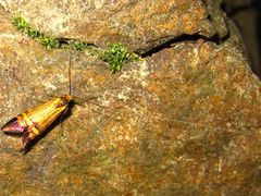 Nemophora staudingerella