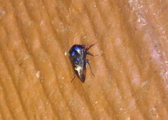 Telamona compacta