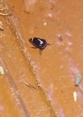 Telamona compacta