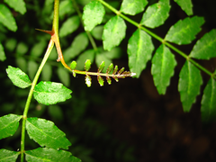 Zanthoxylum schinifolium