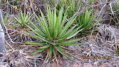Agave ghiesbreghtii