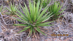 Agave ghiesbreghtii