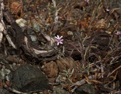 Lessingia micradenia micradenia