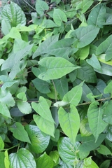 Reynoutria multiflora