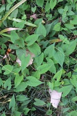 Reynoutria multiflora