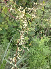 Reynoutria multiflora