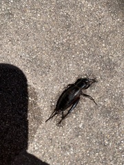 Gryllus brevicaudus