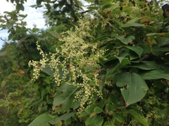 Reynoutria multiflora