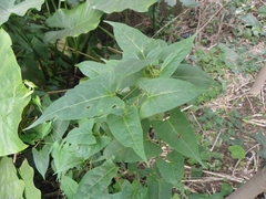 Reynoutria multiflora