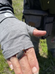 Ctenucha rubroscapus