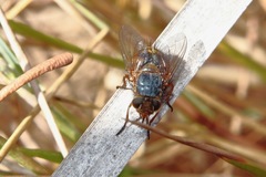 Calliphora augur