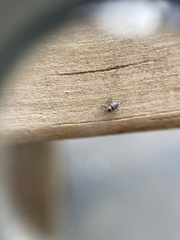 Microcryptorhynchus perpusillus