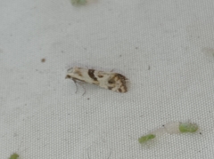 Cochylimorpha woliniana