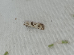 Cochylimorpha woliniana