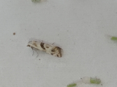 Cochylimorpha woliniana