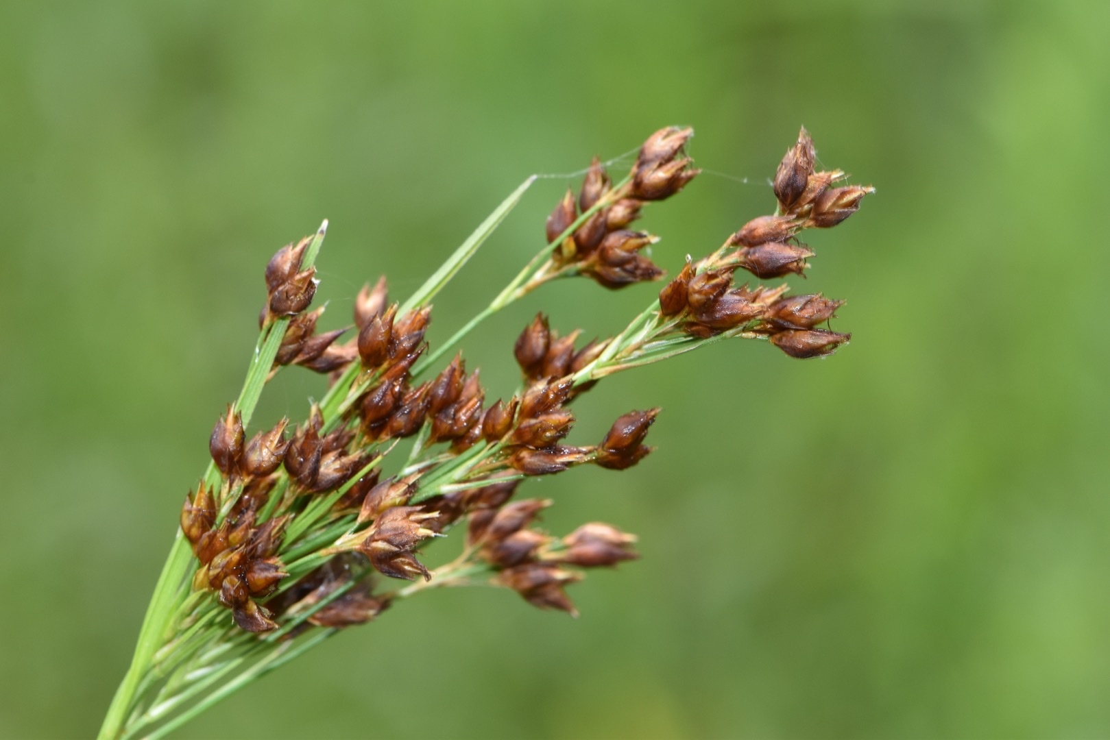 Rhynchospora caduca