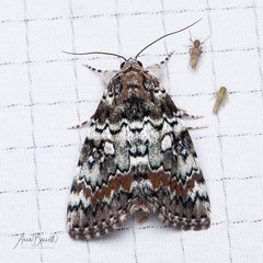 Catocala connubialis