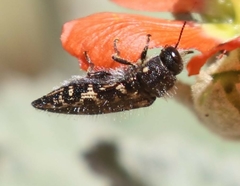 Acmaeodera cuneata