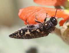 Acmaeodera cuneata