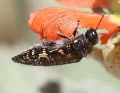 Acmaeodera cuneata