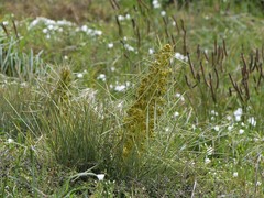 Aciphylla squarrosa squarrosa