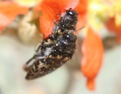 Acmaeodera cuneata