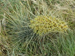 Aciphylla squarrosa squarrosa