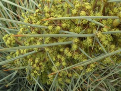 Aciphylla squarrosa squarrosa