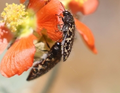 Acmaeodera cuneata