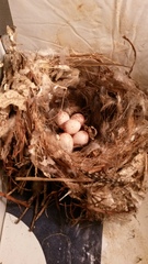 Thryothorus ludovicianus