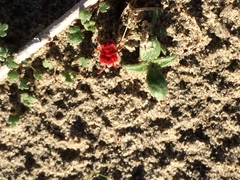 Dinothrombium pandorae