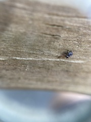 Microcryptorhynchus perpusillus